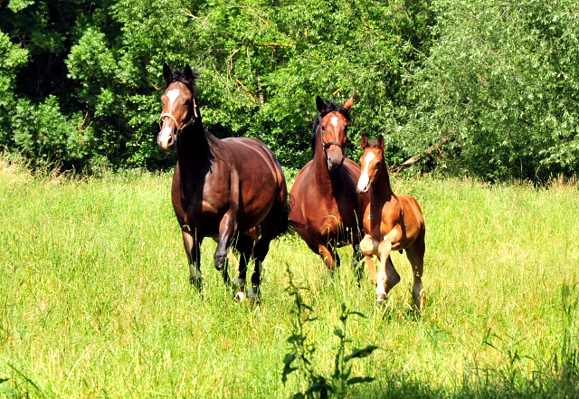 Stuten und Fohlen in den Emmerwiesen - Foto: Beate Langels - Trakehner Gestt Hmelschenburg