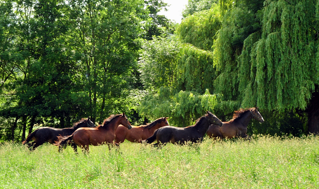 Unsere Jhrlingshengste von Saint Cyr und High Motion in den Emmerwiesen - Foto: Beate Langels - Trakehner Gestt Hmelschenburg