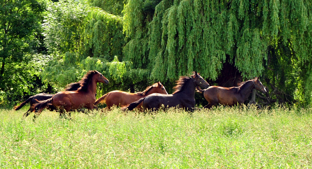 Unsere Jhrlingshengste von Saint Cyr und High Motion in den Emmerwiesen - Foto: Beate Langels - Trakehner Gestt Hmelschenburg