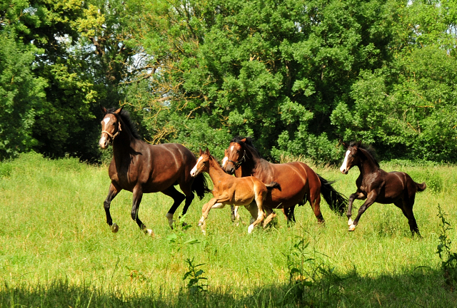 Stuten und Fohlen in den Emmerwiesen - Foto: Beate Langels - Trakehner Gestt Hmelschenburg