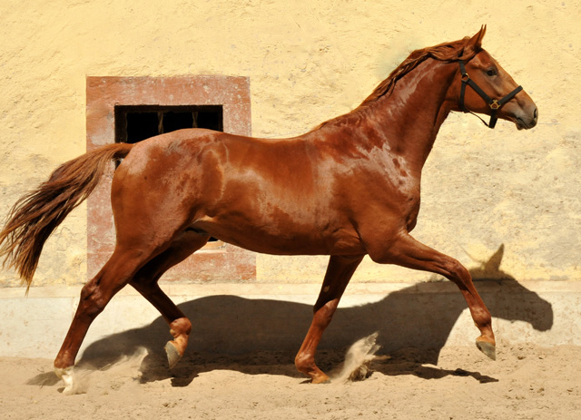 TUDOR v. Iskander - Foto: Beate Langels - Trakehner Gestt Hmelschenburg