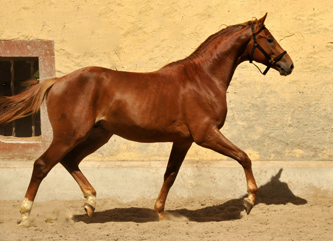 Zweijhriger Hengst von Syriano x Uckermrker - Foto: Beate Langels