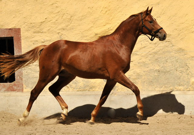 Zweijhriger Hengst von Syriano x Uckermrker - Foto: Beate Langels