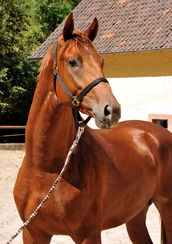 Tudor von Iskander - Foto Beate Langels