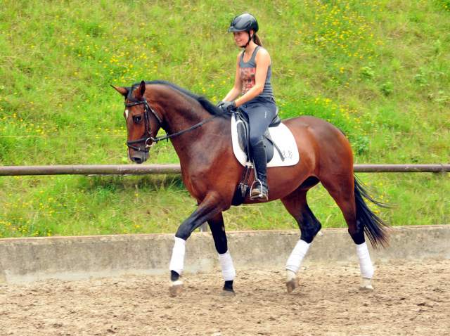 Frisch angeritten - 3jhriger Trakehner von Saint Cyr x Red Patrick xx  Foto Beate Langels - Gestt Hmelschenburg, Foto: Beate Langels, 
Trakehner Gestt Hmelschenburg - Beate Langels