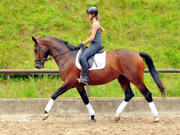 Frisch angeritten - 3jhriger Trakehner von Saint Cyr x Red Patrick xx  Foto Beate Langels - Gestt Hmelschenburg, Foto: Beate Langels, 
Trakehner Gestt Hmelschenburg - Beate Langels