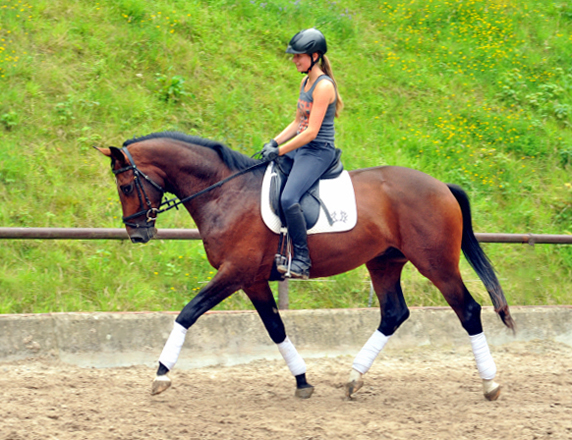 Frisch angeritten - 3jhriger Trakehner von Saint Cyr x Red Patrick xx  Foto Beate Langels - Gestt Hmelschenburg, Foto: Beate Langels, 
Trakehner Gestt Hmelschenburg - Beate Langels