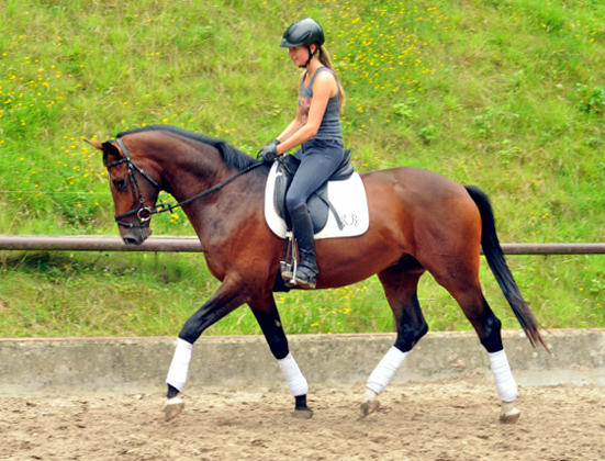 Frisch angeritten - 3jhriger Trakehner von Saint Cyr x Red Patrick xx  Foto Beate Langels - Gestt Hmelschenburg, Foto: Beate Langels, 
Trakehner Gestt Hmelschenburg - Beate Langels