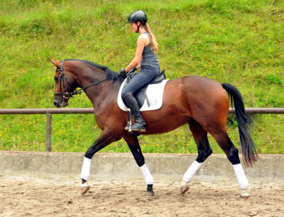 Frisch angeritten - 3jhriger Trakehner von Saint Cyr x Red Patrick xx  Foto Beate Langels - Gestt Hmelschenburg, Foto: Beate Langels, 
Trakehner Gestt Hmelschenburg - Beate Langels