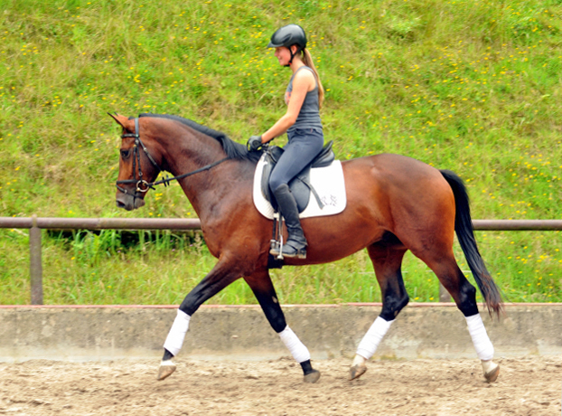 Frisch angeritten - 3jhriger Trakehner von Saint Cyr x Red Patrick xx  Foto Beate Langels - Gestt Hmelschenburg, Foto: Beate Langels, 
Trakehner Gestt Hmelschenburg - Beate Langels