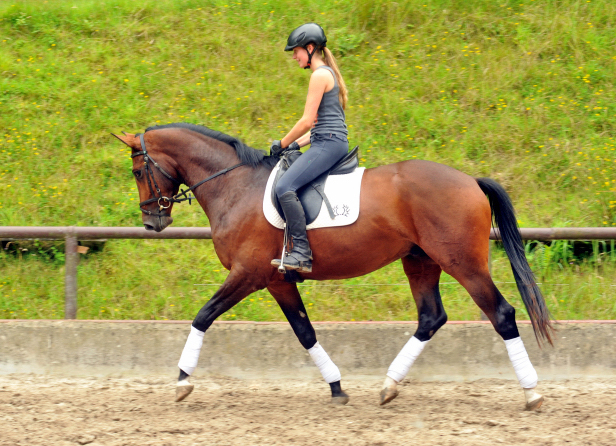 Frisch angeritten - 3jhriger Trakehner von Saint Cyr x Red Patrick xx  Foto Beate Langels - Gestt Hmelschenburg, Foto: Beate Langels, 
Trakehner Gestt Hmelschenburg - Beate Langels