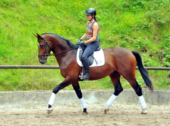 Frisch angeritten - 3jhriger Trakehner von Saint Cyr x Red Patrick xx  Foto Beate Langels - Gestt Hmelschenburg, Foto: Beate Langels, 
Trakehner Gestt Hmelschenburg - Beate Langels