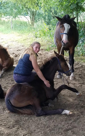 Hengstfohlen von High Motion u.d. Pr.u.StPrSt. Tavolara v. Exclusiv
 - Trakehner Gestt Hmelschenburg - Beate Langels