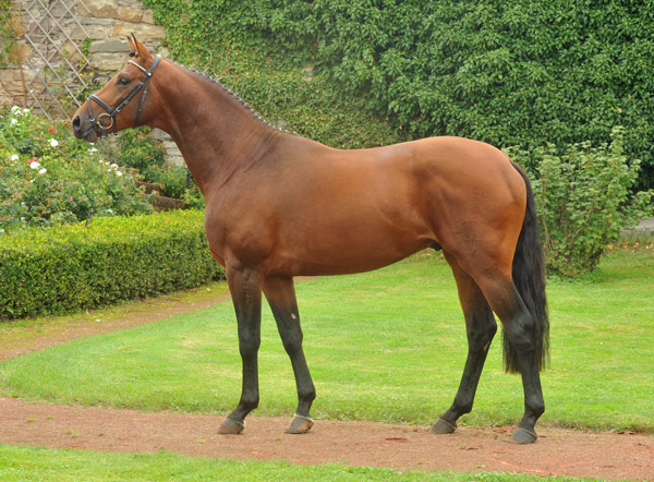 2year old Trakehner Colt by Exclusiv out of Schwalbenfee by Freudenfest - Foto: Beate Langels - Trakehner Gestt Hmelschenburg