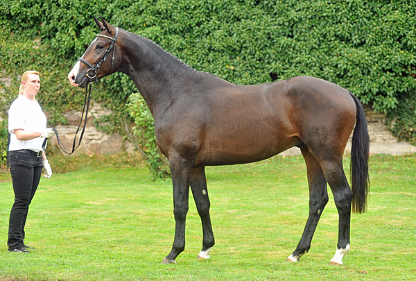 Trakehner Stallion Grand Corazn by Symont out of Pr.a.StPrSt. Guendalina by Red Patrick xx - Trakehner Gestt Hmelschenburg