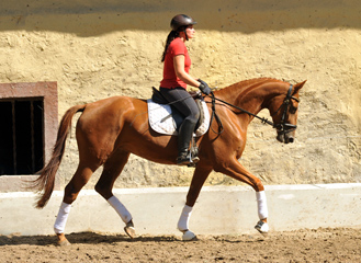 Oldenburger Be Fair von Symont u.d. Beloved v. Kostolany - Foto: Beate Langels - Trakehner Gestt Hmelschenburg