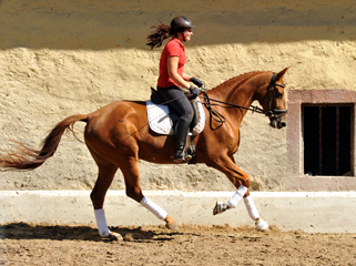 Oldenburger Be Fair von Symont u.d. Beloved v. Kostolany - Foto: Beate Langels - Trakehner Gestt Hmelschenburg