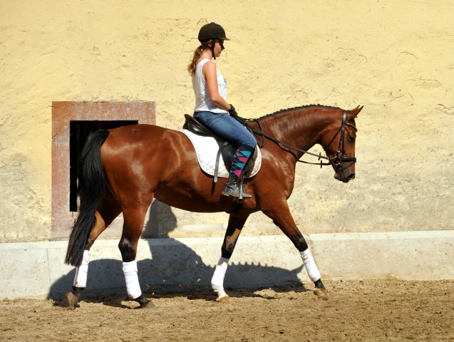 4jhrige Trakehner Stute Kitty von Freudenfest x Exclusiv - Foto: Beate Langels