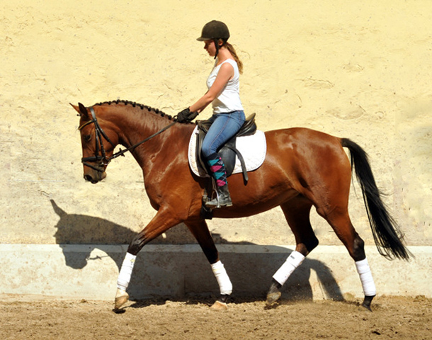 4jhrige Trakehner Stute Kitty von Freudenfest x Exclusiv - Foto: Beate Langels