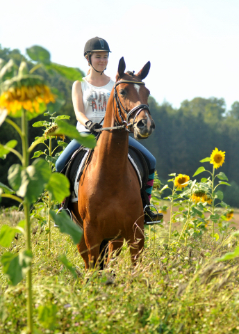 4jhrige Trakehner Stute Kitty von Freudenfest x Exclusiv - Foto: Beate Langels