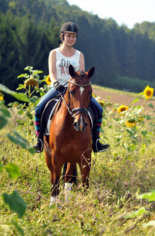 4jhrige Trakehner Stute Kitty von Freudenfest x Exclusiv - Foto: Beate Langels