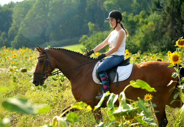 4jhrige Trakehner Stute Kitty von Freudenfest x Exclusiv - Foto: Beate Langels