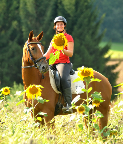 Oldenburger Be Fair von Symont u.d. Beloved v. Kostolany - Foto: Beate Langels - Trakehner Gestt Hmelschenburg