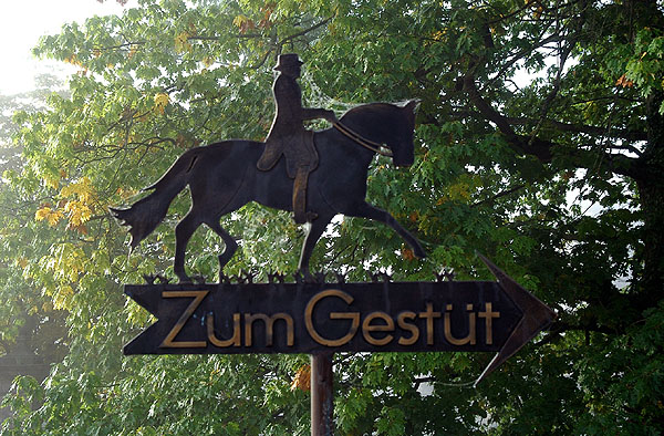 Trakehner Gestt Hmelschenburg - Foto: Beate Langels