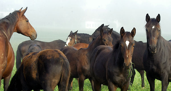 Trakehner Gestt Hmelschenburg - Foto: Beate Langels