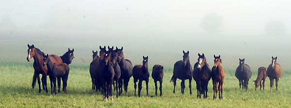 Trakehner Gestt Hmelschenburg - Foto: Beate Langels