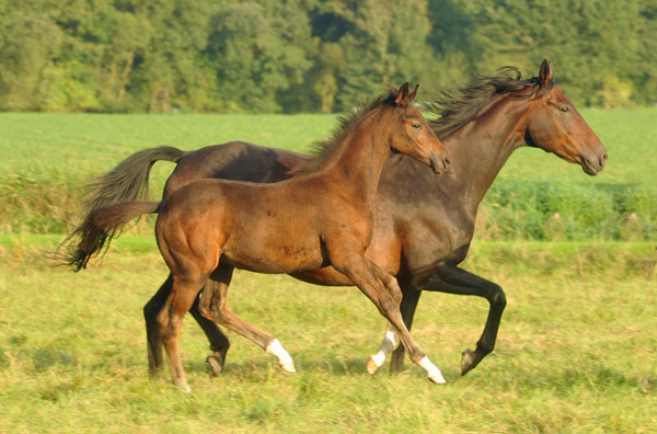 Hannoveraner Hengstfohlen von Dancier - Natiello xx, Foto: Beate Langels, Trakehner Gest�t H�melschenburg