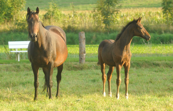 Hannoveraner Hengstfohlen von Dancier - Natiello xx, Foto: Beate Langels, Trakehner Gest�t H�melschenburg