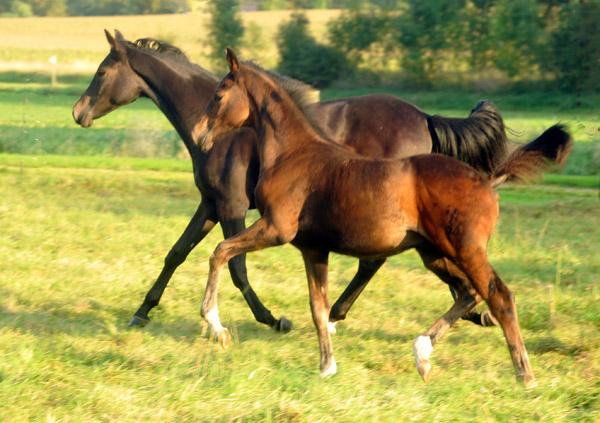 Hannoveraner Hengstfohlen von Dancier - Natiello xx, Foto: Beate Langels, Trakehner Gest�t H�melschenburg
