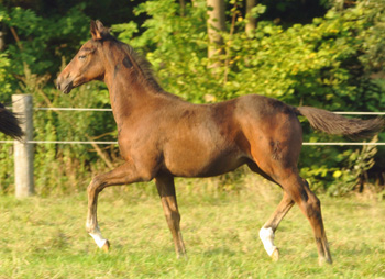 Hannoveraner Hengstfohlen von Dancier - Natiello xx, Foto: Beate Langels, Trakehner Gest�t H�melschenburg