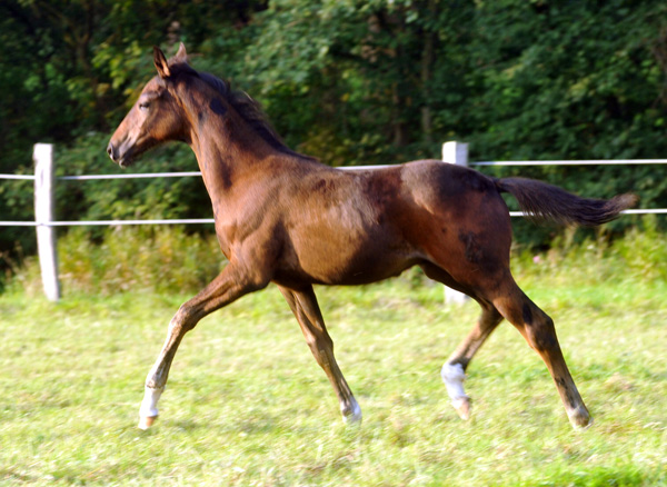 Hannoveraner Hengstfohlen von Dancier - Natiello xx, Foto: Beate Langels, Trakehner Gest�t H�melschenburg