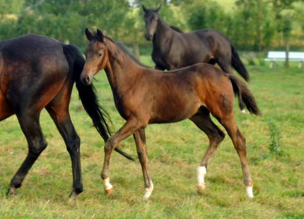 Hannoveraner Hengstfohlen von Dancier - Natiello xx, Foto: Beate Langels, Trakehner Gest�t H�melschenburg