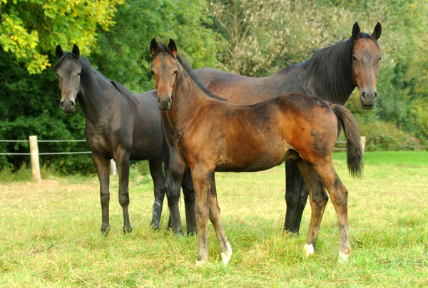 Hannoveraner Hengstfohlen von Dancier - Natiello xx, Foto: Beate Langels, Trakehner Gest�t H�melschenburg