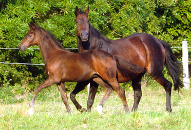 Hannoveraner Hengstfohlen von Dancier - Natiello xx, Foto: Beate Langels, Trakehner Gest�t H�melschenburg