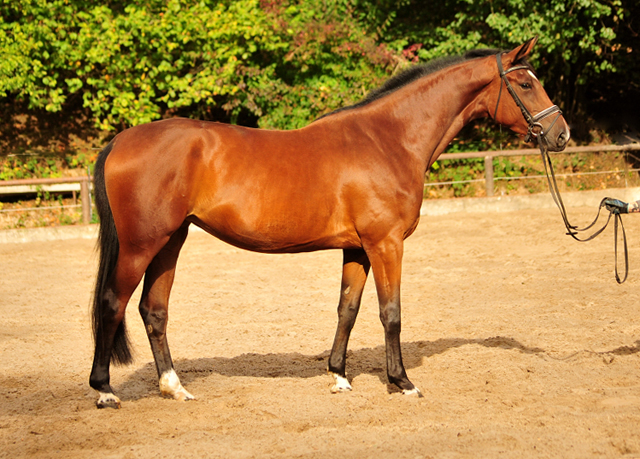 Schwalbenland von Touch my Heart u.d. Schwalbenlicht v. Imperio - Trakehner Gestt Hmelschenburg - Beate Langels