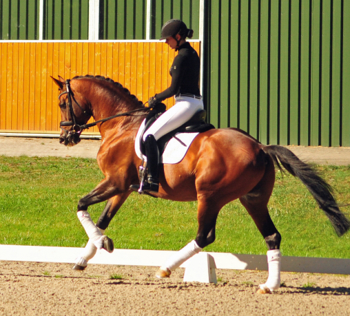 HLP Sieger HIGH MOTION von Saint Cyr und Vera Nass - Trakehner Gestt Hmelschenburg - Beate Langels