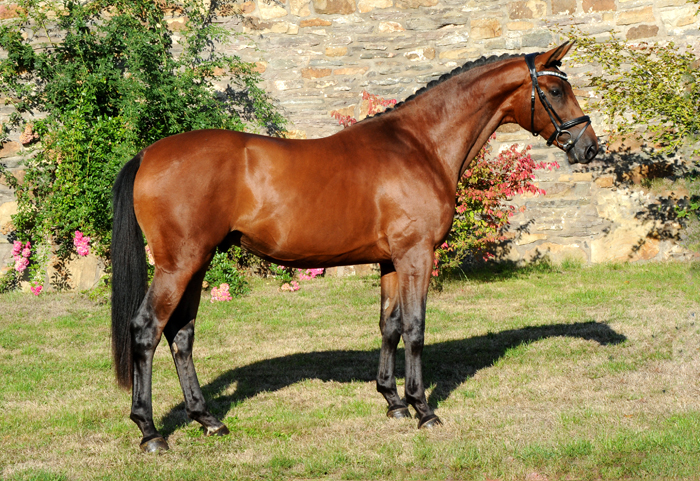 Saltazio - Trakehne Hengst v. High Motion x Imperio - Trakehner Gestt Hmelschenburg - Foto: Beate Langels