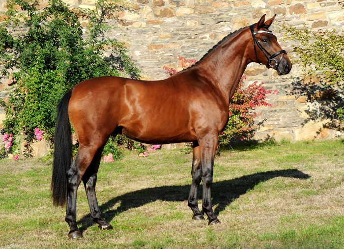 Hengst v. High Motion x Imperio - Trakehner Gestt Hmelschenburg - Foto: Beate Langels