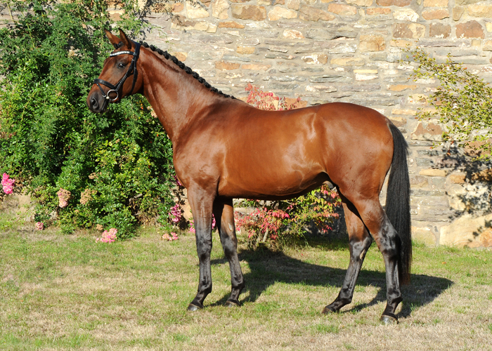 Hengst v. High Motion x Imperio - Trakehner Gestt Hmelschenburg - Foto: Beate Langels