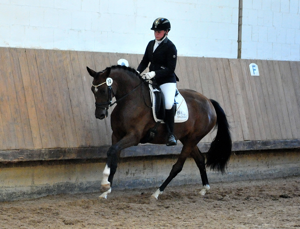Karidia v. Saint Cyr - 22. Septemer 2023   - Foto: Beate Langels - Trakehner Gestt Hmelschenburg