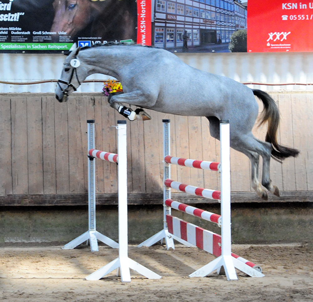 Pr.A. Tea at Five - Trakehner Mare by Saint Cyr out of Pr.St. TeaCup
by Exclusiv - Gestüt Hämelschenburg - Beate Langels