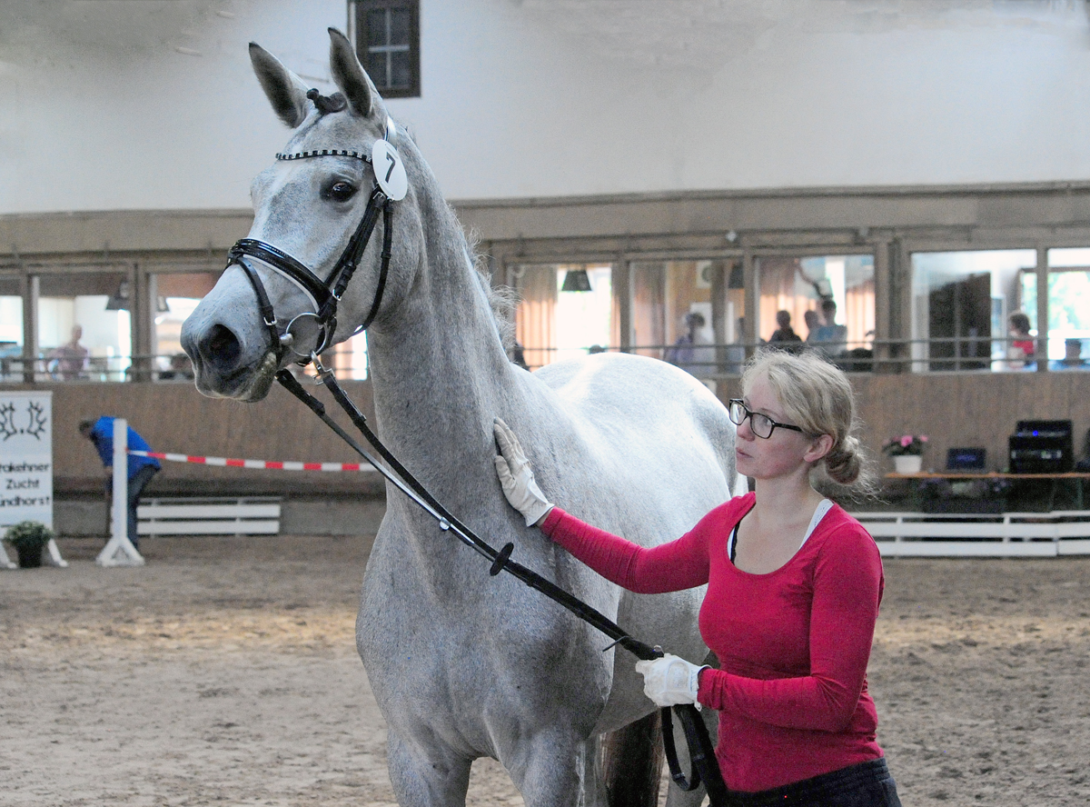 Pr.A. Tea at Five - Trakehner Mare by Saint Cyr out of Pr.St. TeaCup
by Exclusiv - Gestüt Hämelschenburg - Beate Langels