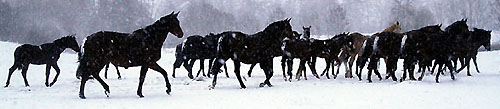 Wintereinbruch in Hämelschenburg - 22. November 2008