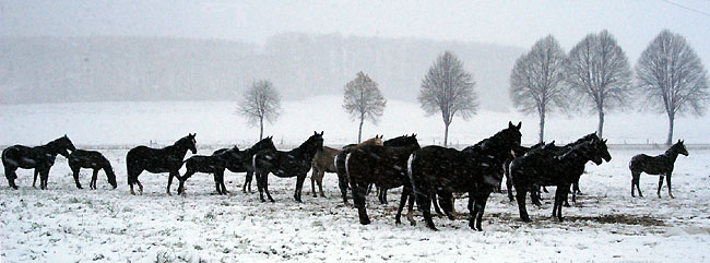 Hmelschenburg - 22. November 2008