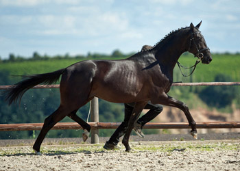 2j�hriger Trakehner Hengst von Kostolany - Latimer