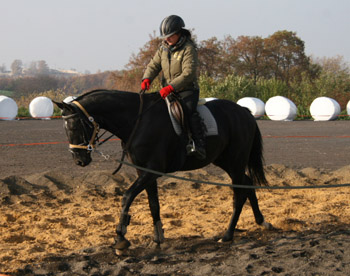 Zweij�hriger Trakehnerhengst von Kostolany - Latimer - Kennedy